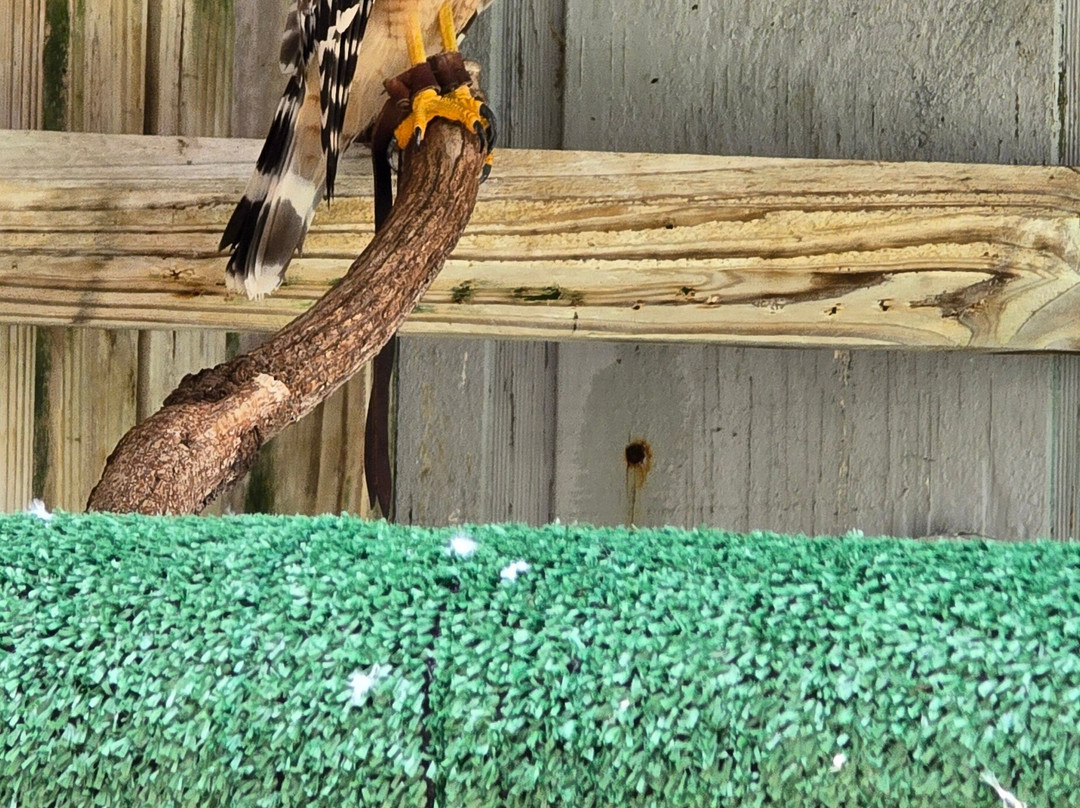 McCarthy's Wildlife Sanctuary-西棕榈滩必去景点