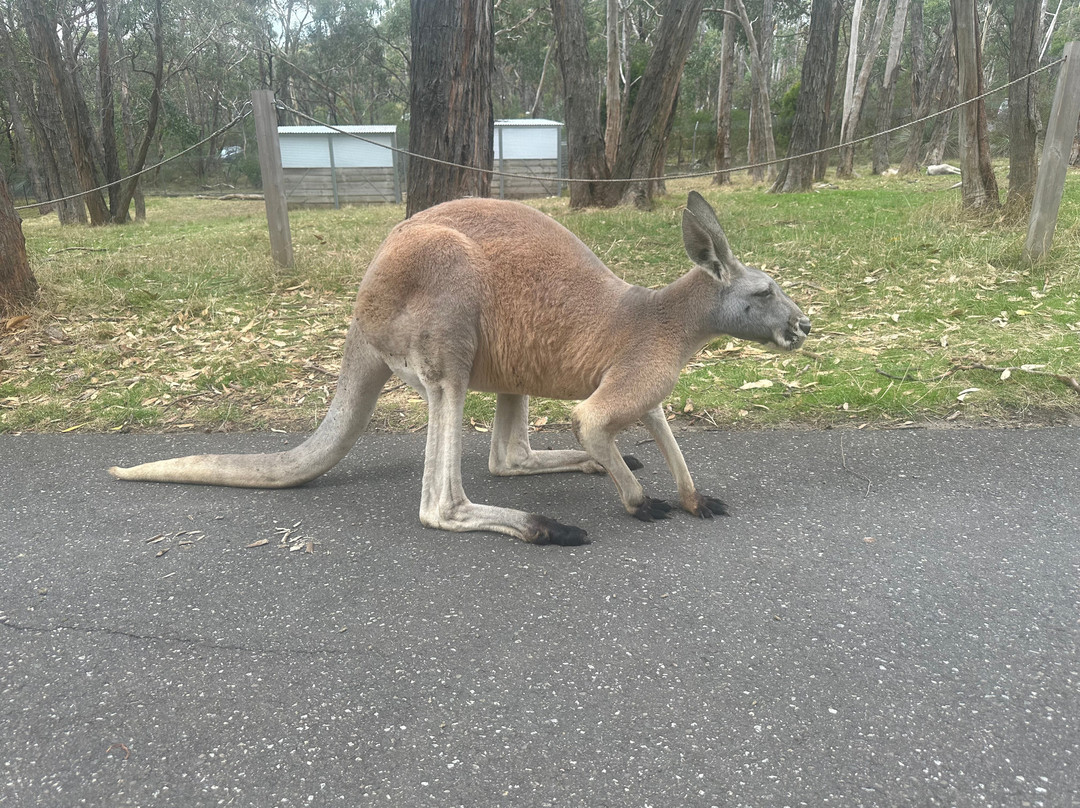 Cleland Wildlife Park-Crafers必去景点