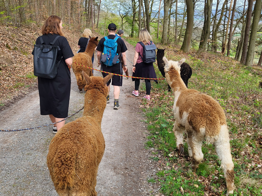 Alpaka Trails - Alpaka Wanderungen-Obernburg必去景点