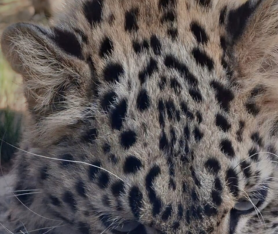 EcoZonia - Parc Animalier-Cases de Pene必去景点