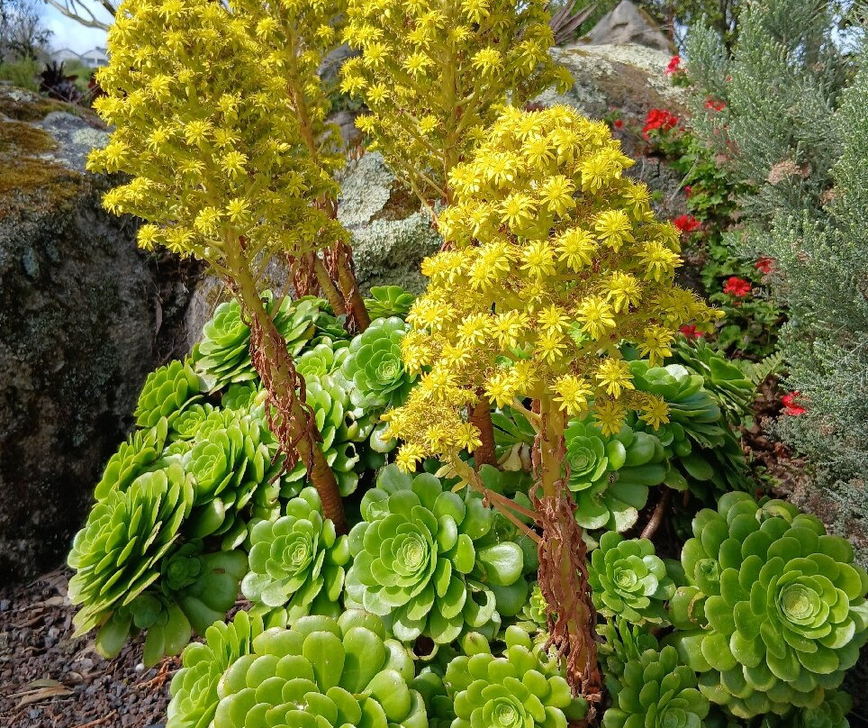Jardin Exotique et Botanique de Roscoff-罗斯科夫必去景点