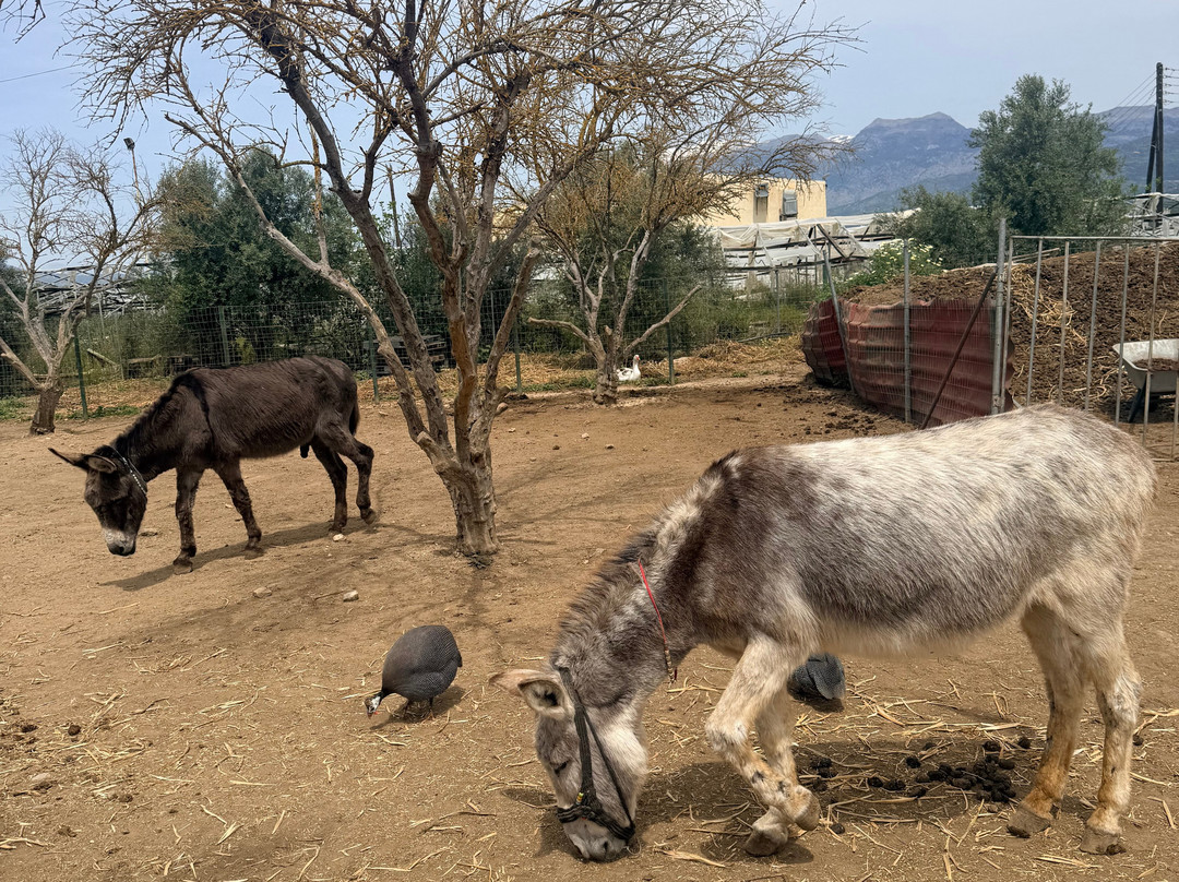 Agia Marina Donkey Rescue Sanctuary-Petrokefali必去景点