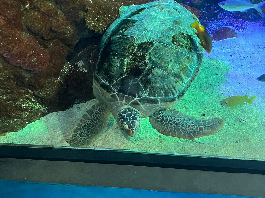 Aquarium At The Boardwalk-布兰森必去景点