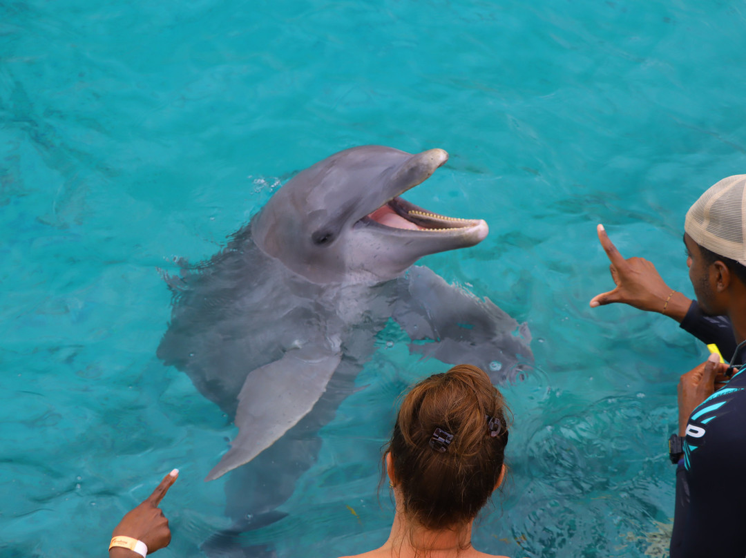 Dolphin Academy Curacao-威廉斯塔德必去景点