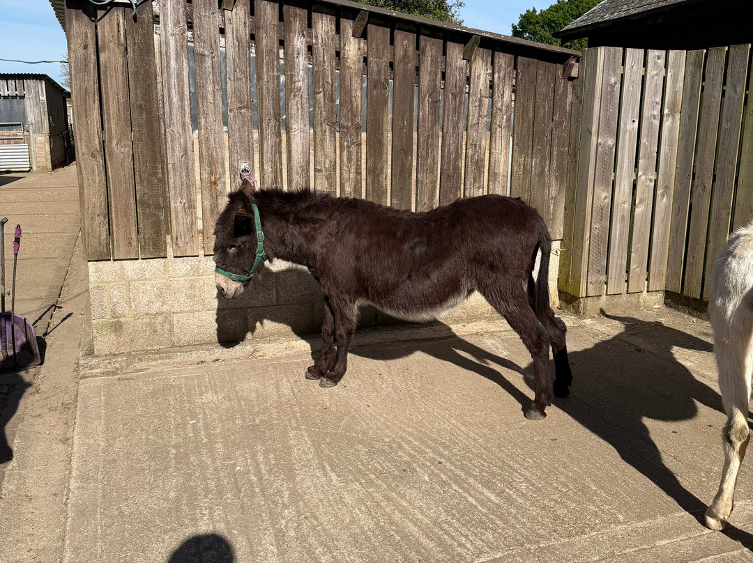 Brockenhurst Donkey Walks-Brockenhurst必去景点