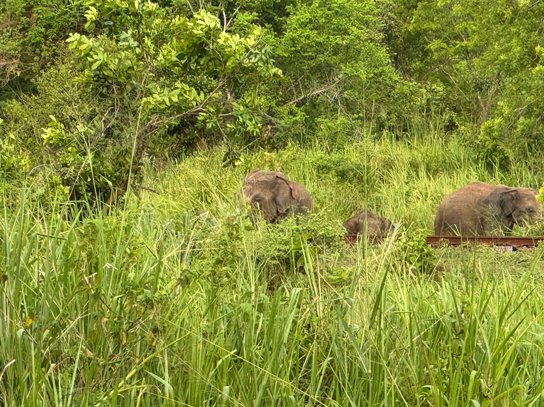 Sanka Tuk Tuk Trails Sigiriya-锡吉里亚必去景点