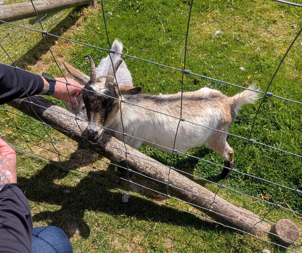 Dwyfor Ranch Rabbit Farm and Animal Park-Llanystumdwy必去景点