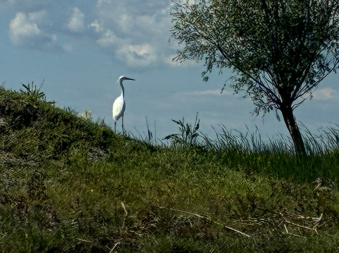 Danube Delta Guides And Birdwatching-Crisan必去景点
