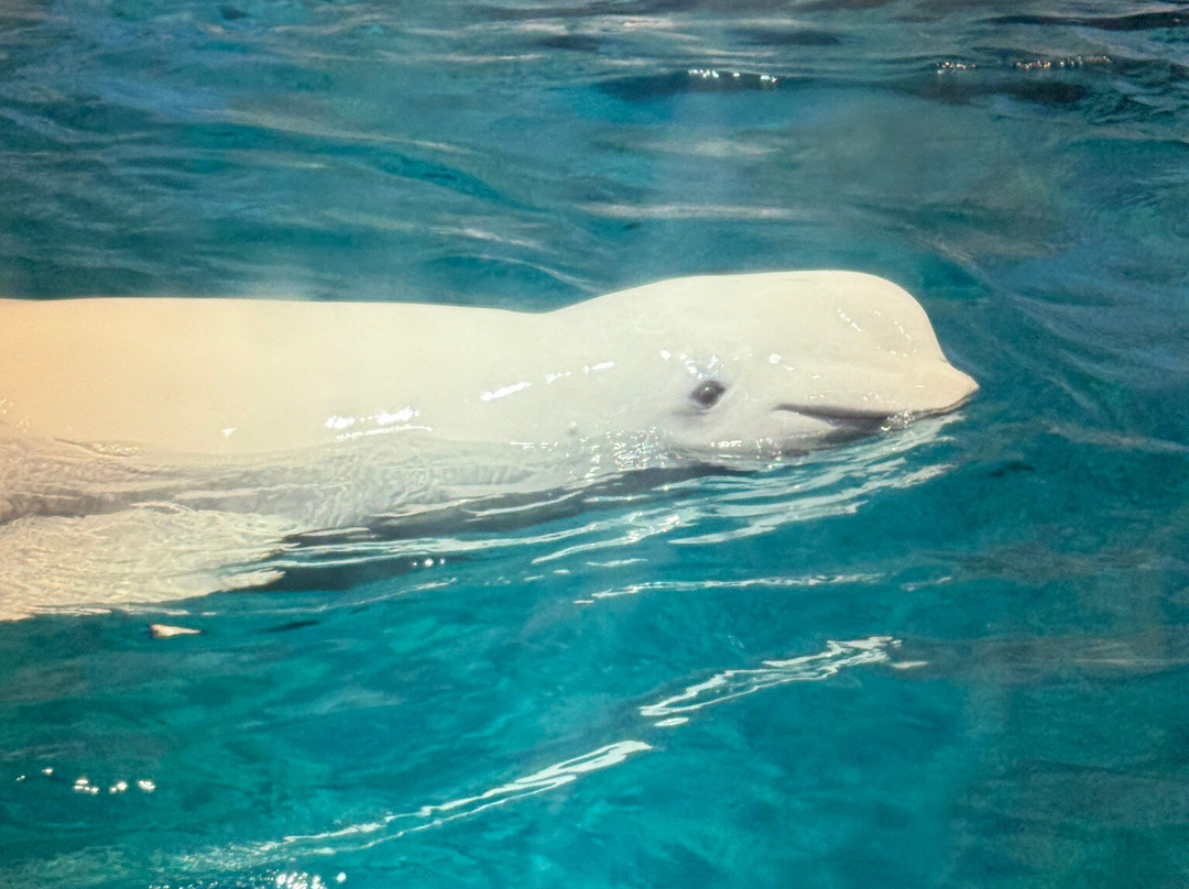 名古屋港水族馆-名古屋市必去景点