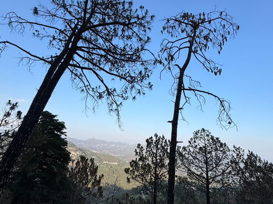 Kasauli Nature Walks With Vanita-Kasauli必去景点
