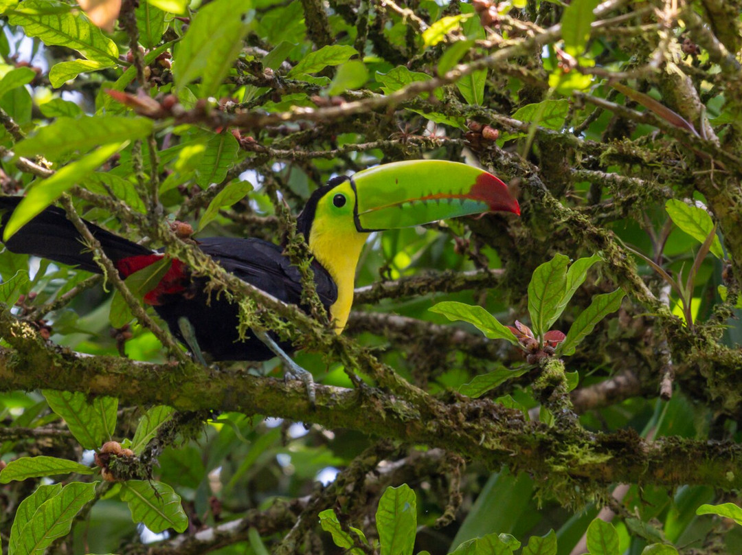 INTERNATURA FRCR-Santo Domingo de Heredia必去景点