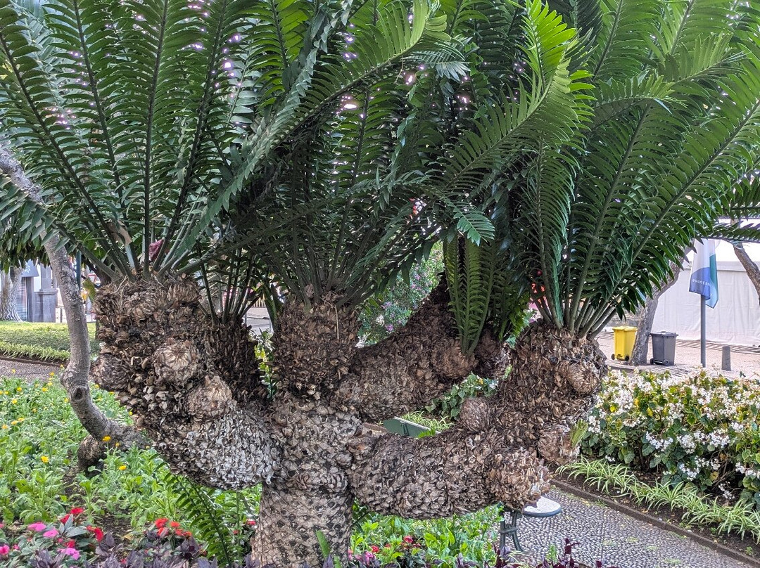 Jardim Municipal do Funchal-沙尔必去景点