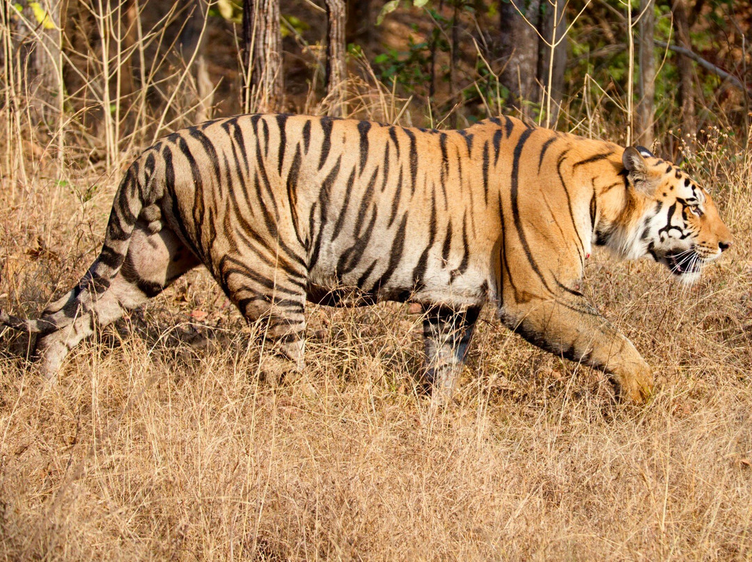 Pench Tiger Reserve-Kohka必去景点