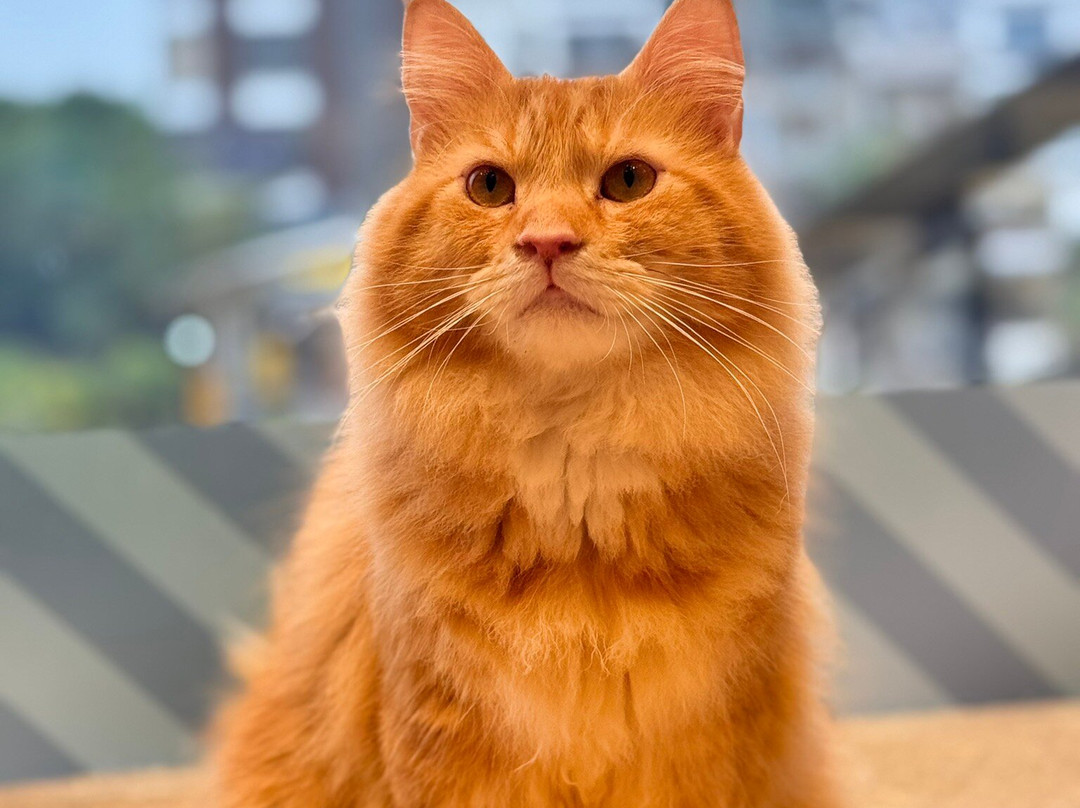 Cat Cafe Moch