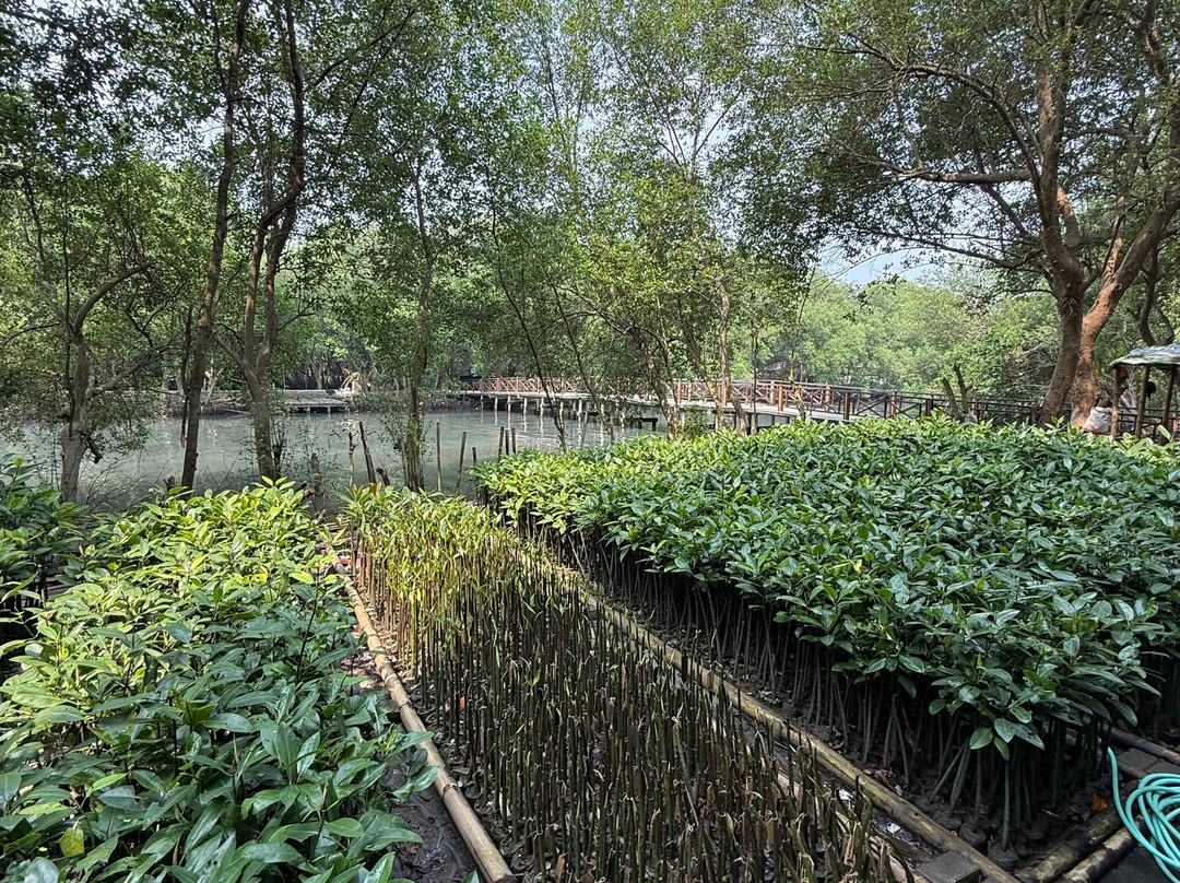 Mangrove Forest-雅加达必去景点