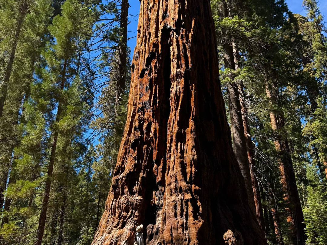 Sequoia National Park-维塞利亚必去景点
