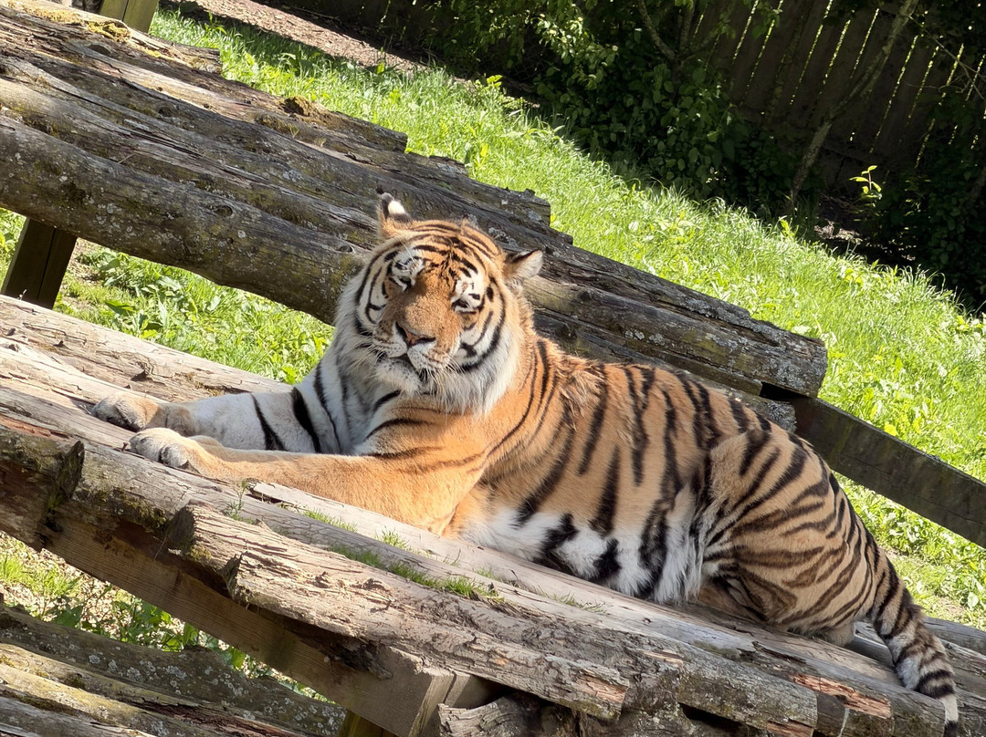 Blair Drummond Safari & Adventure Park-斯特灵必去景点