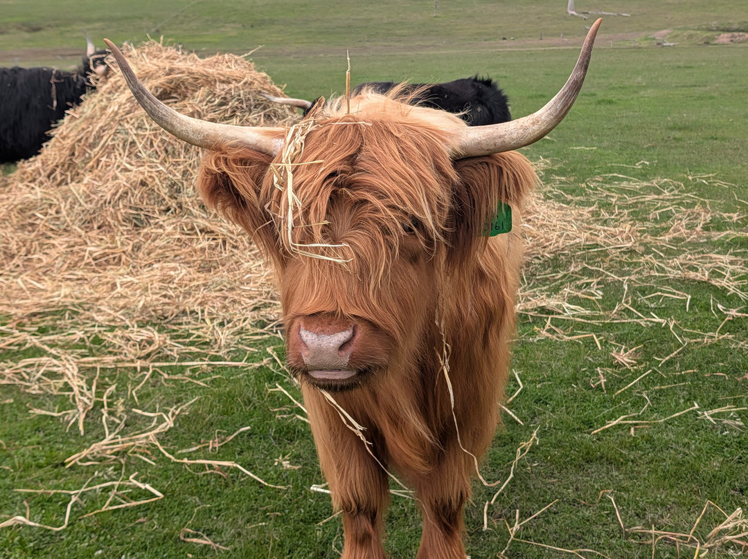 Scotchwood Farm - Highland cow Experience-Boyup Brook必去景点