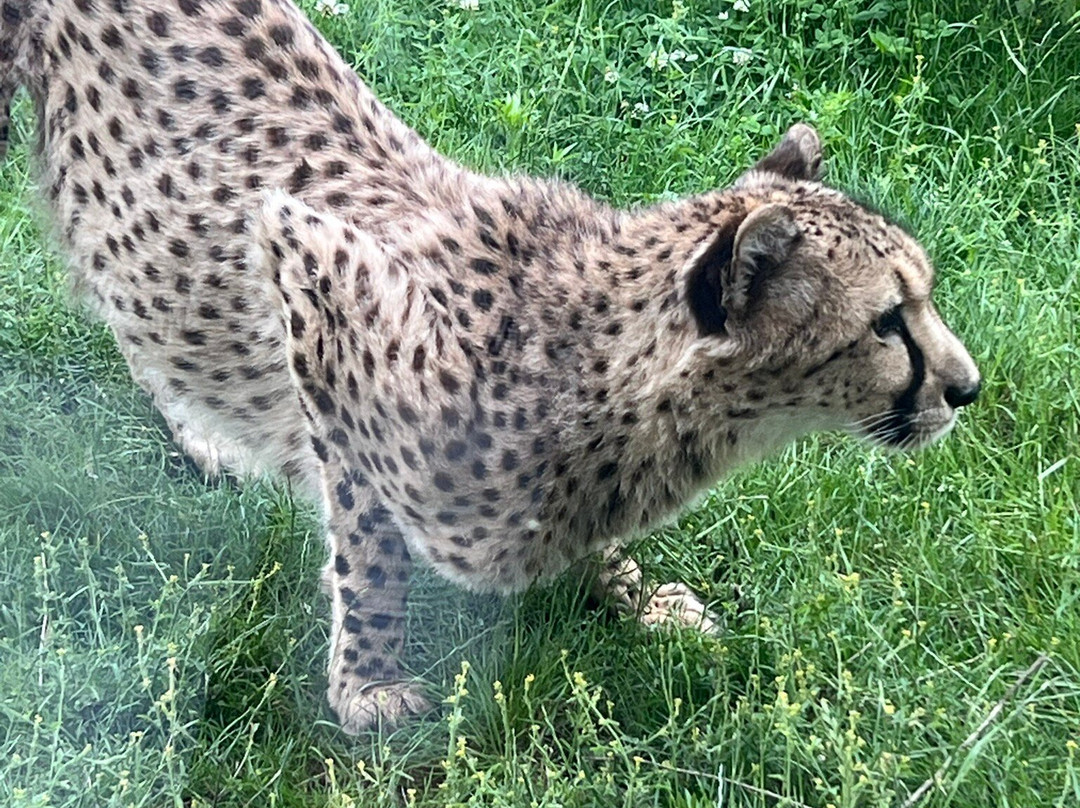 West Midlands Safari Park-Bewdley必去景点
