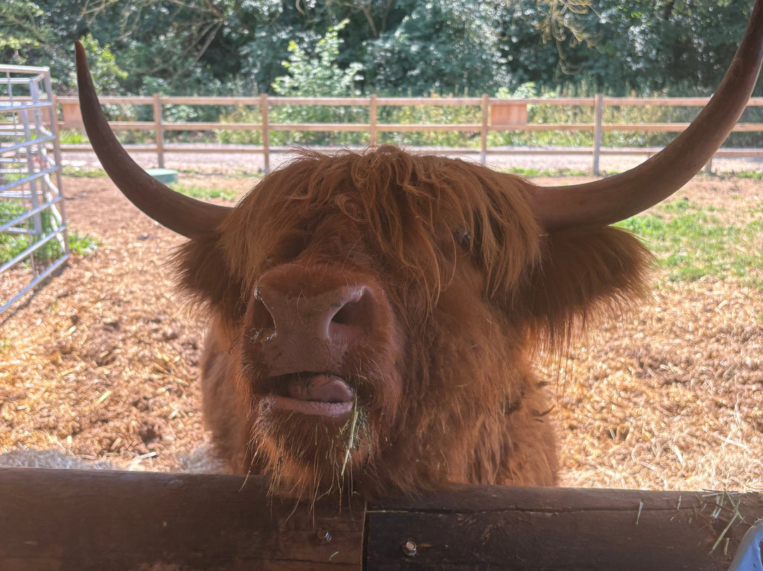 Quex Adventure Farm Park-Birchington必去景点