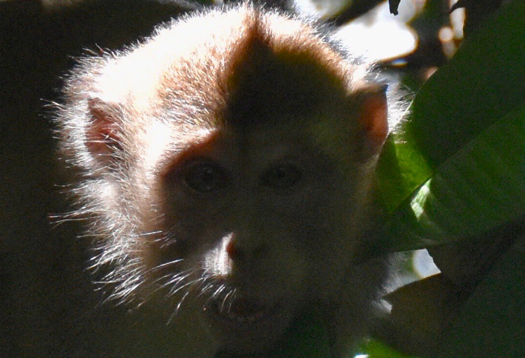 Borneo Eco Tours-亚庇必去景点