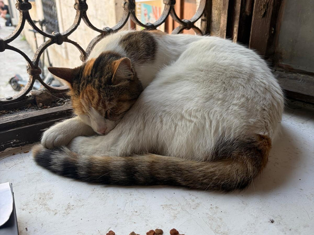 Cats Museum-科托尔必去景点