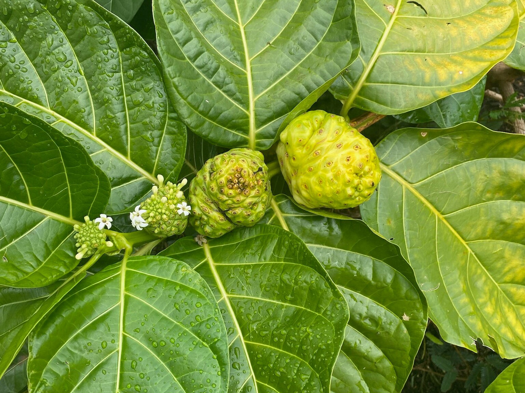 Hawaiian Organic Noni-基拉韦厄必去景点