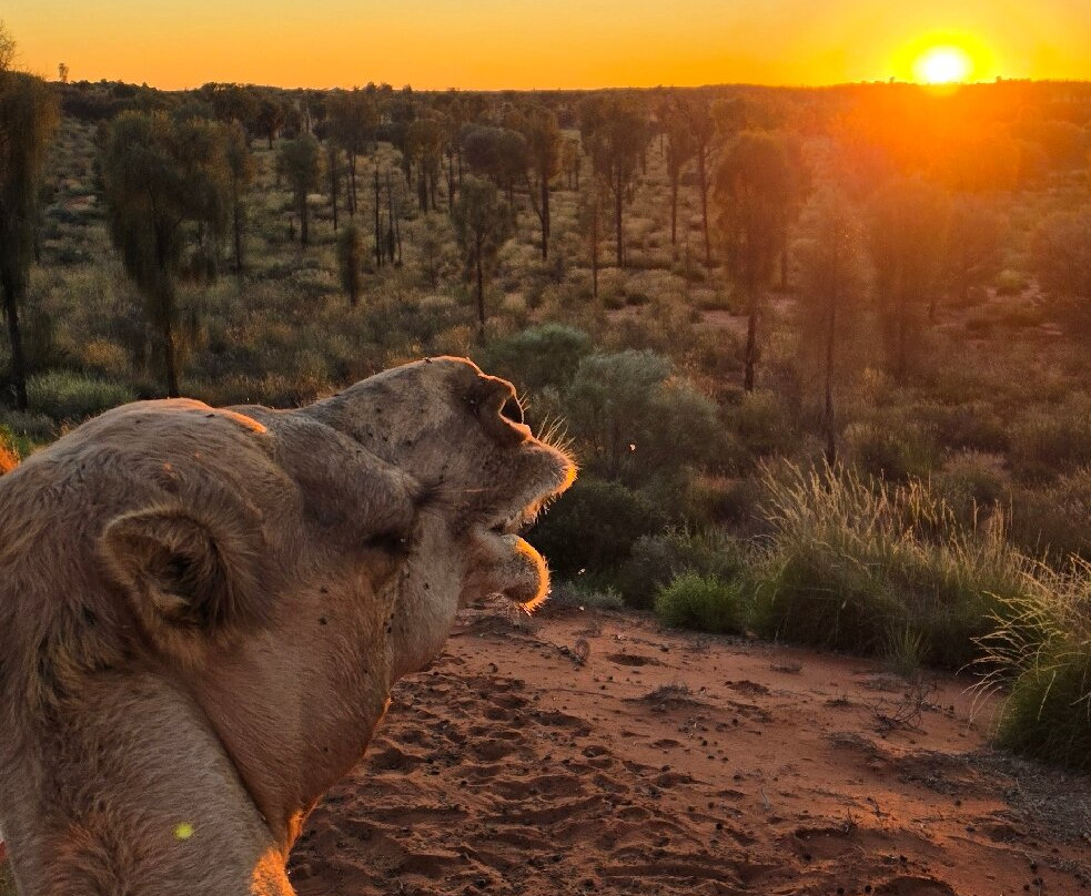 Uluru Camel Tours-尤拉拉必去景点