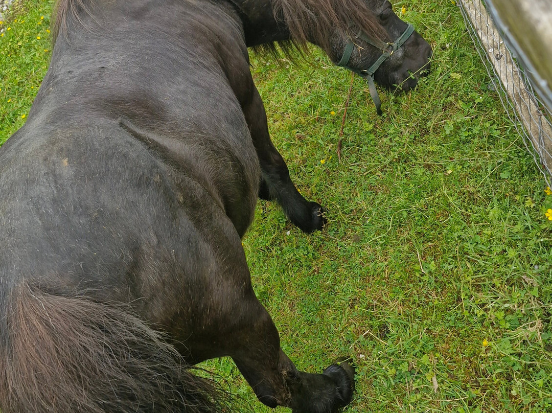 Secret Valley Wildlife Park-韦克斯福德必去景点
