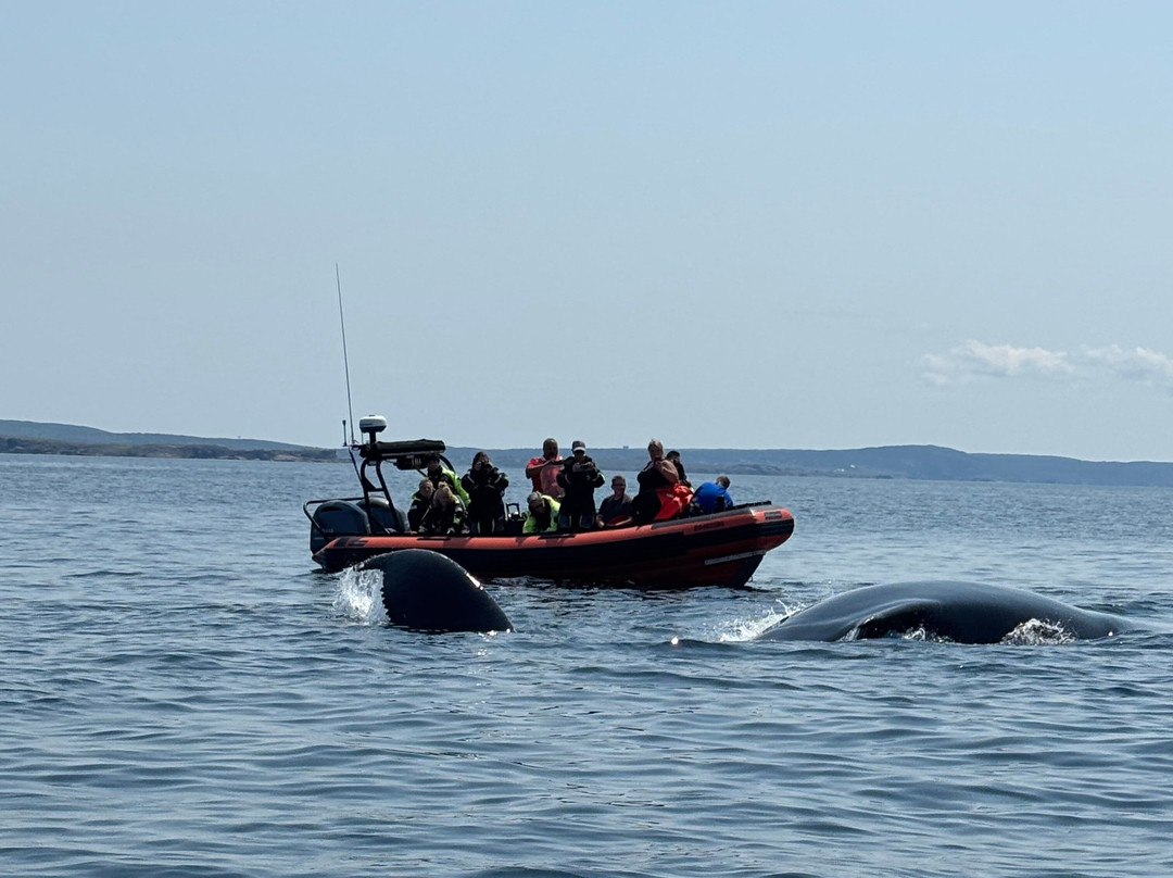 Discovery Sea Adventures-Bonavista必去景点