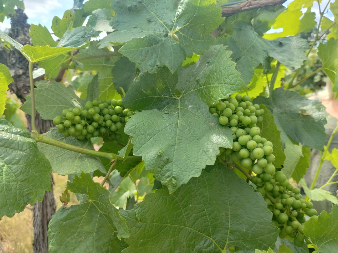 Stanlake Park Wine Estate-Twyford必去景点