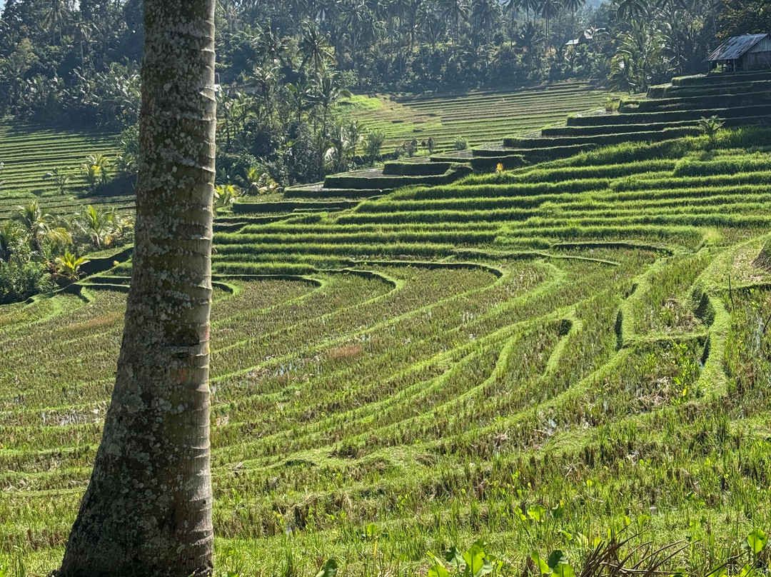 Bali Rêve-Belalang必去景点