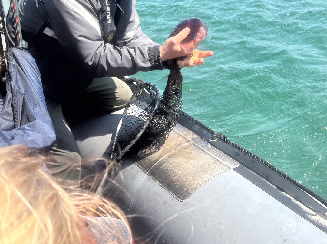 Capt. Mark's Whale and Seal Cruise-Pleasant Bay必去景点
