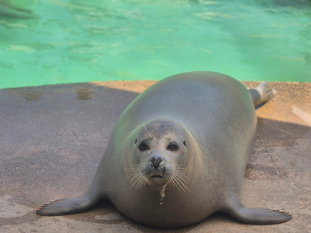 Natureland Seal Sanctuary-斯凯格内斯必去景点