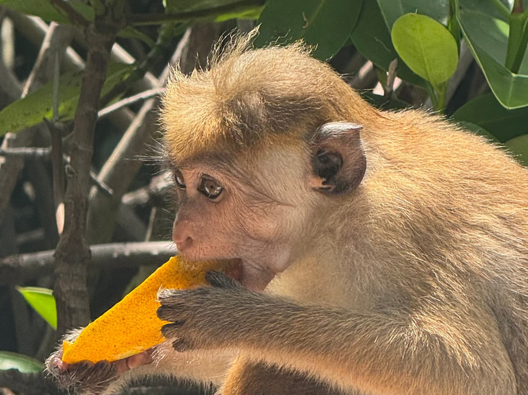 Dinu Ceylon Tours-Kammala必去景点