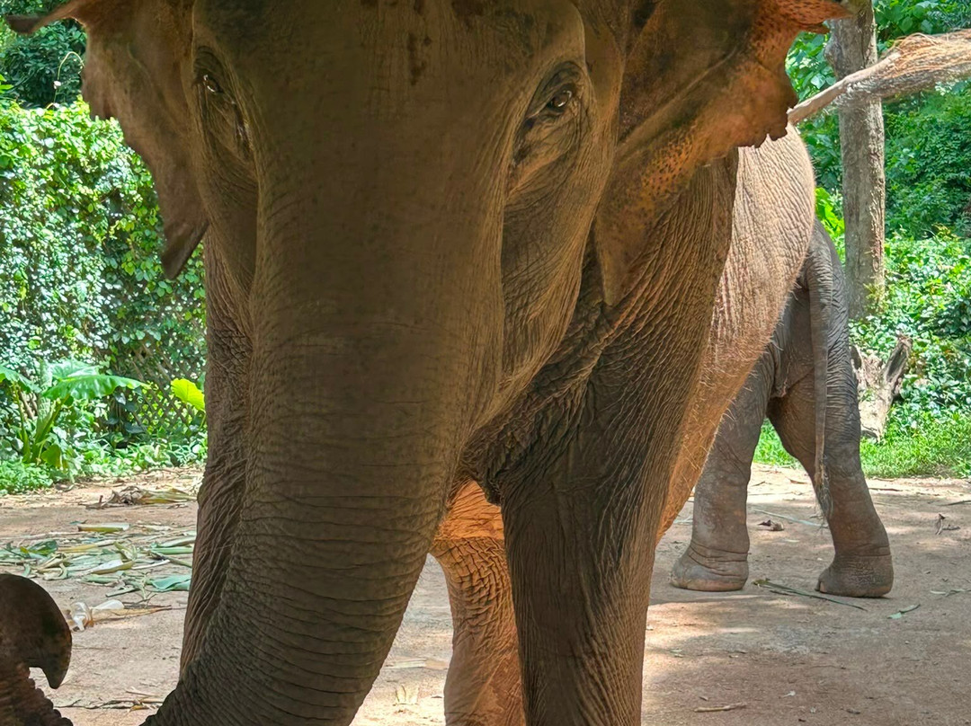 Phuket Elephant Nature Reserve-他朗必去景点