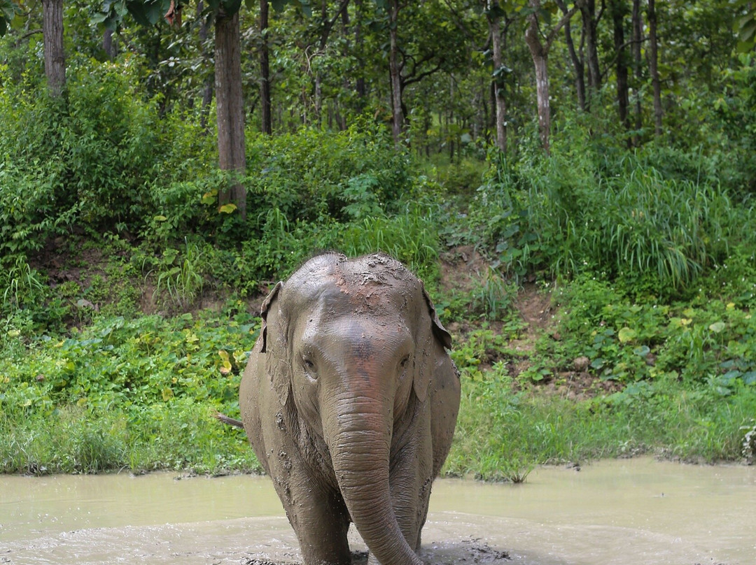 Maerim Elephant Sanctuary-夜林必去景点