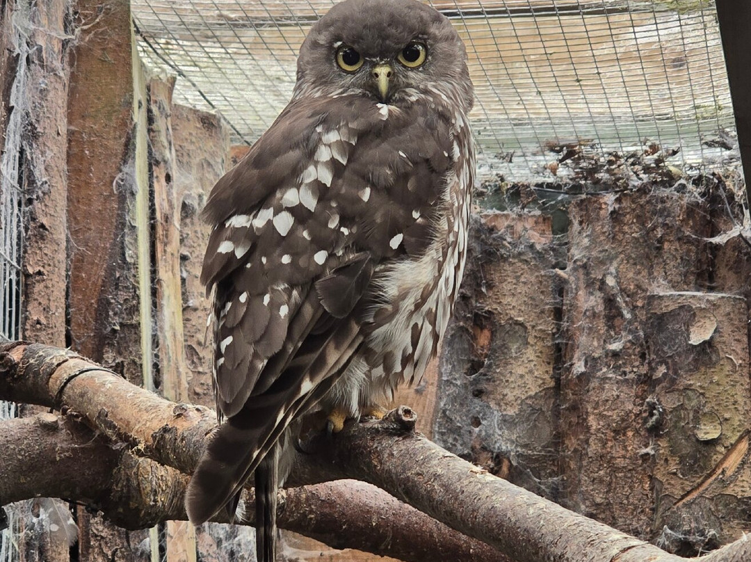 Scottish Owl Centre-Whitburn必去景点
