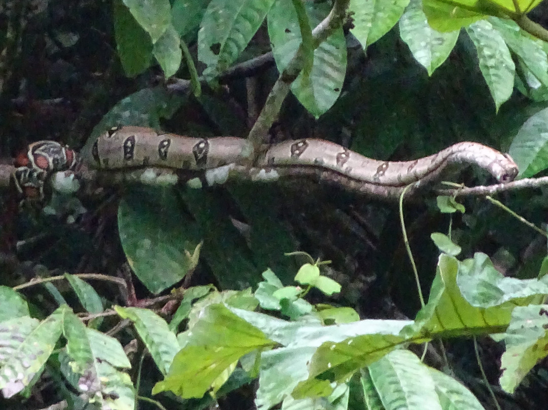 Selva Verde Tours-Misahualli必去景点