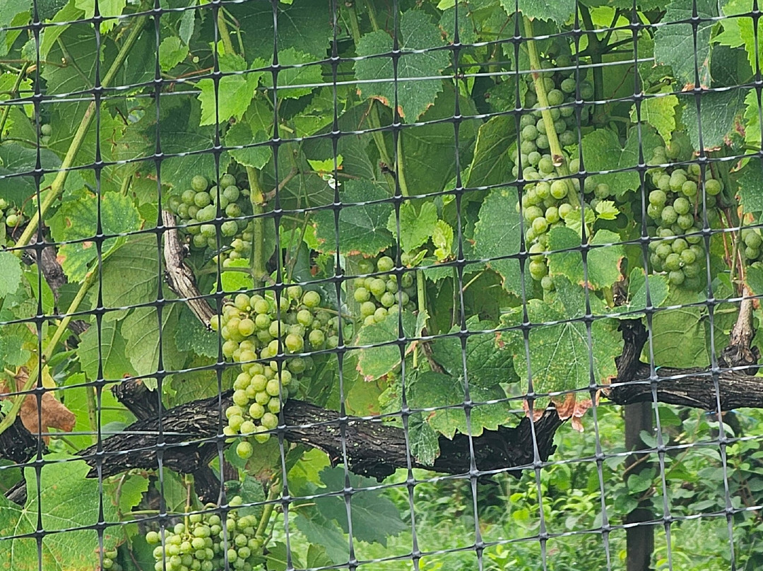 Harford Vineyard and Winery-Forest Hill必去景点