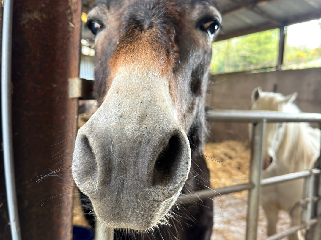 Kinedale Donkeys-Ballynahinch必去景点