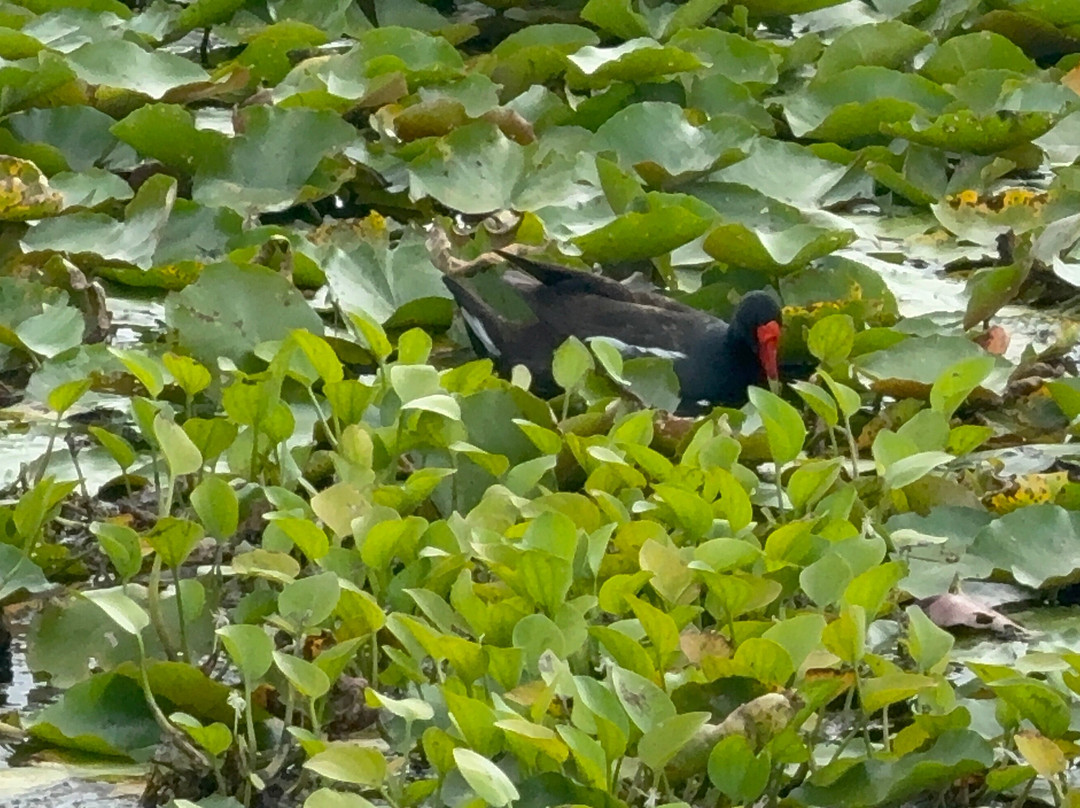 Brazoria National Wildlife Refuge-Freeport必去景点