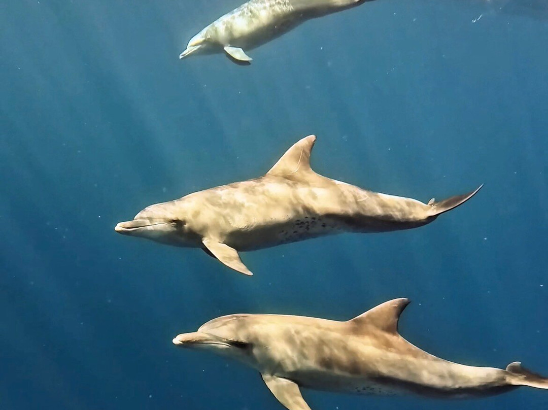 SAFARI, DRIVE & DIVE TOURS-Inhambane必去景点