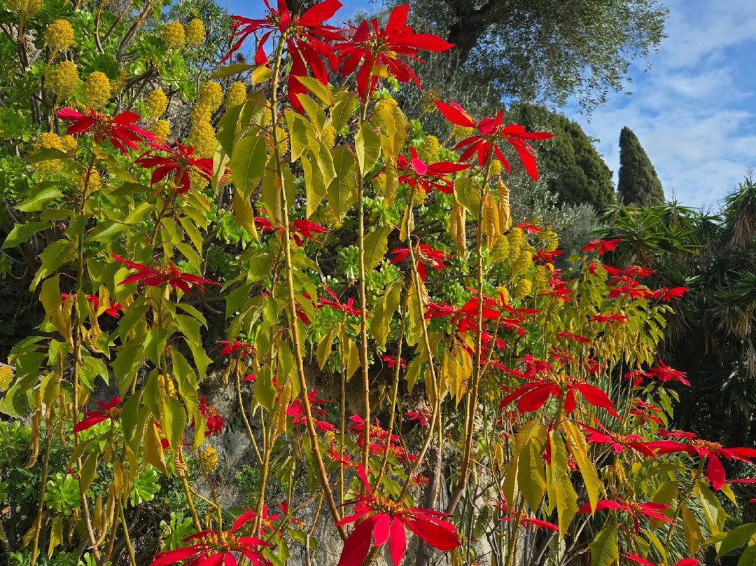 Giardini Botanici Hanbury - Villa Hanbury-文蒂米利亚必去景点