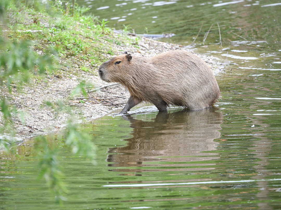 Dierenpark Zie-Zoo-Volkel必去景点