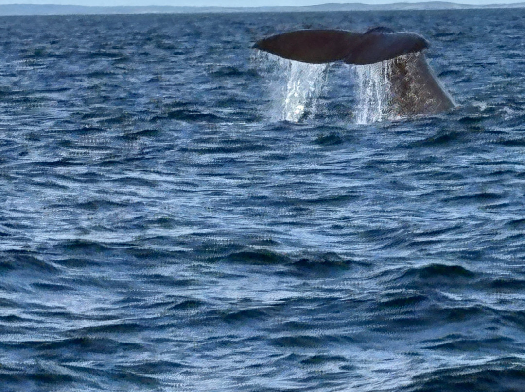 Discovery Sea Adventures-Bonavista必去景点