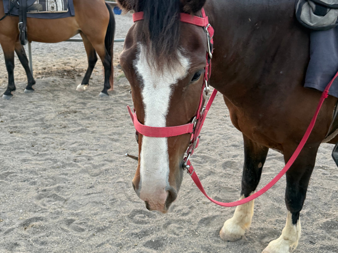 Experience Horse Riding-阿克罗蒂里必去景点