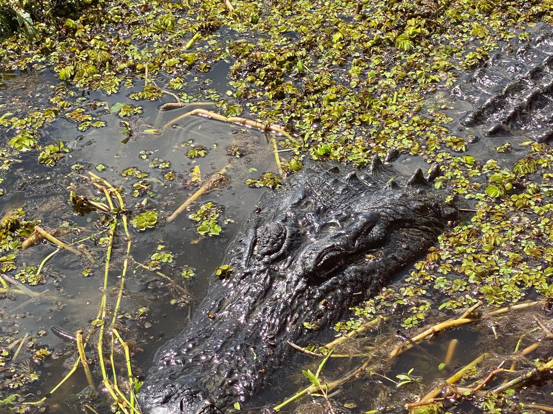 New Orleans Airboat Tours-Marrero必去景点