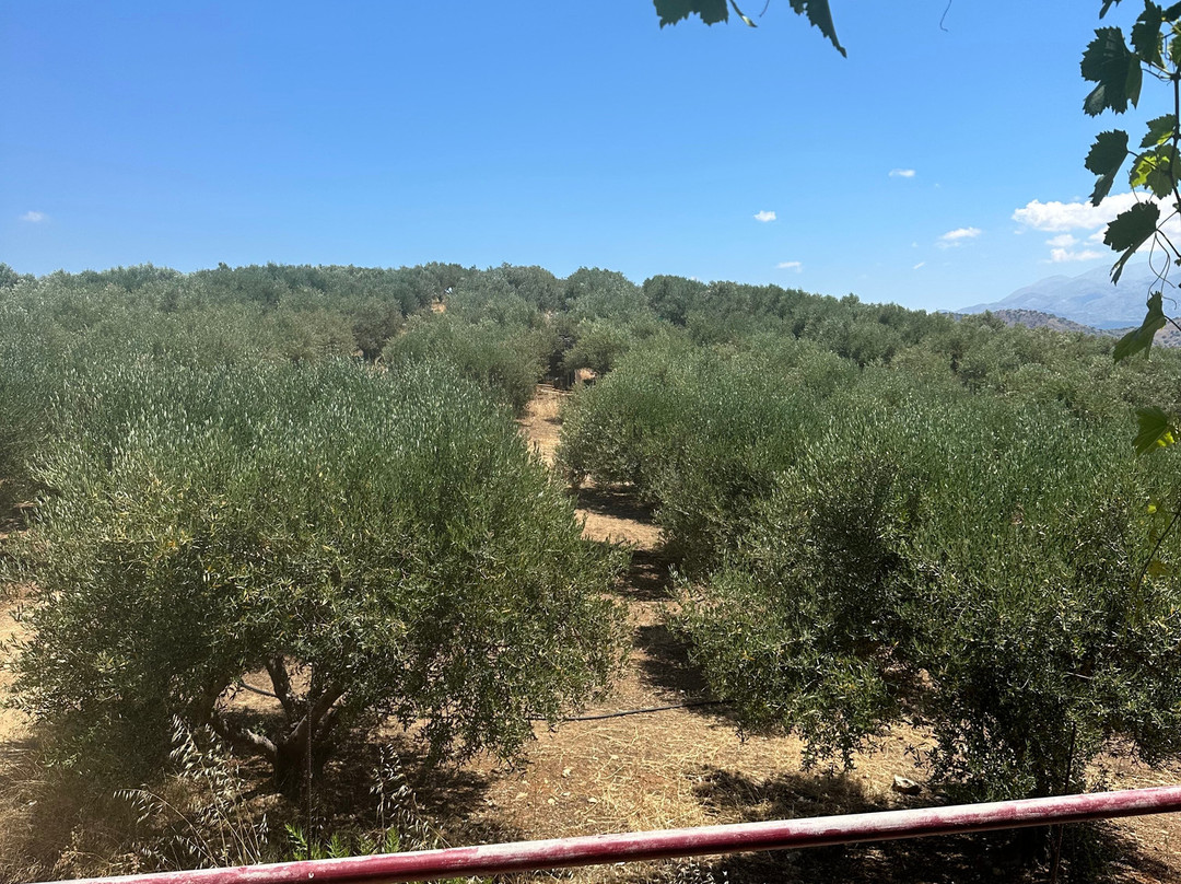 Klados Winery-帕诺尔莫斯必去景点