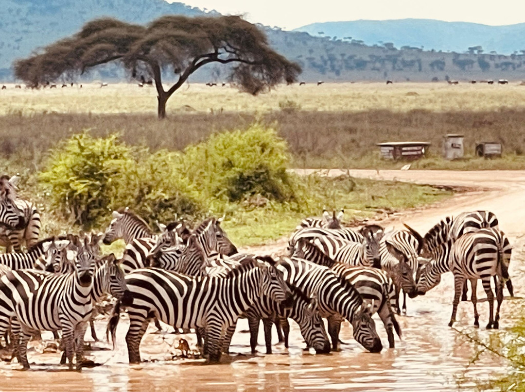 Nasikia Safaris-阿鲁沙必去景点
